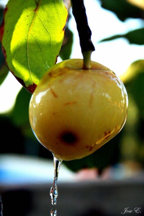 Fotografia de jose - Galeria Fotografica: Varios - Foto: Manzana