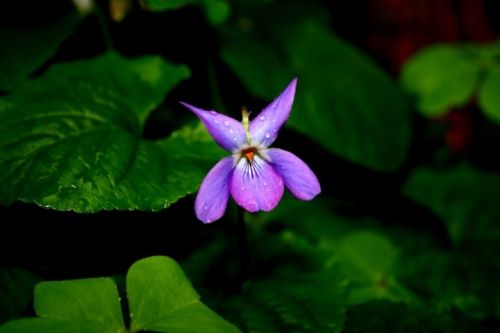 Fotografia de jose - Galeria Fotografica: Varios - Foto: Flor