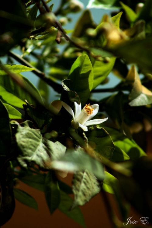 Fotografia de jose - Galeria Fotografica: Varios - Foto: Azahar