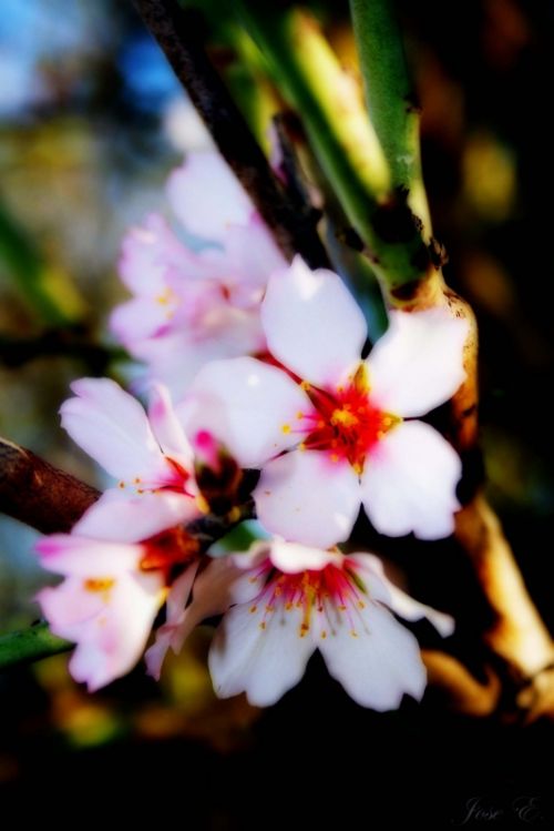 Fotografia de jose - Galeria Fotografica: Varios - Foto: Almendro en flor