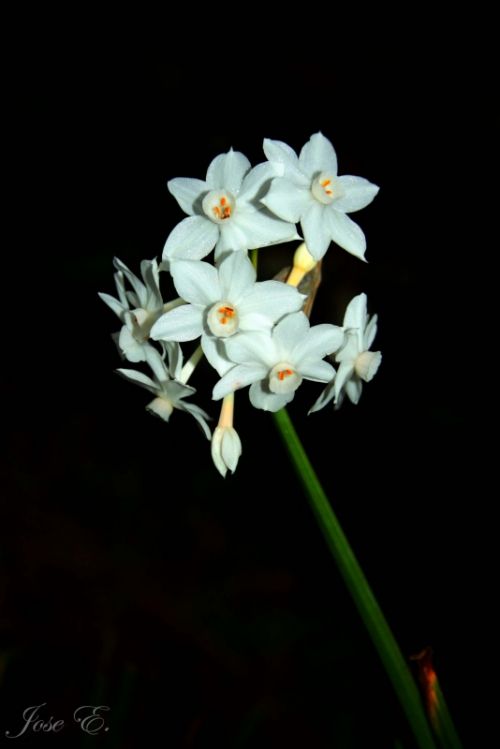 Fotografia de jose - Galeria Fotografica: Varios - Foto: Narciso