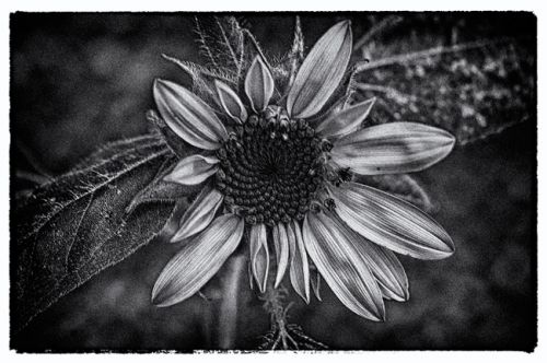 Fotografia de Vicente Nondedeu - Galeria Fotografica: Album nmero uno - Foto: 