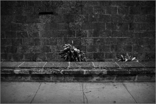 Fotografia de MANUEL TORRES - Galeria Fotografica: Varios - Foto: 