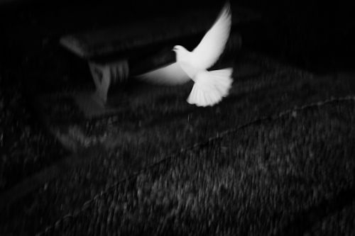 Fotografia de MANUEL TORRES - Galeria Fotografica: Varios - Foto: 