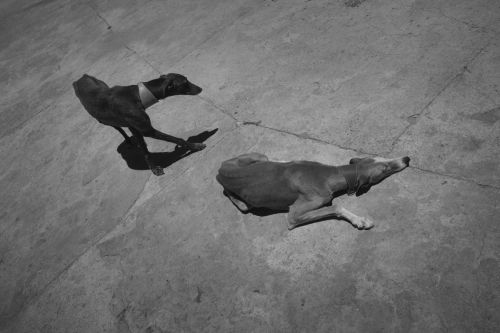 Fotografia de MANUEL TORRES - Galeria Fotografica: Varios - Foto: 