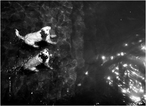 Fotografia de MANUEL TORRES - Galeria Fotografica: Varios - Foto: 