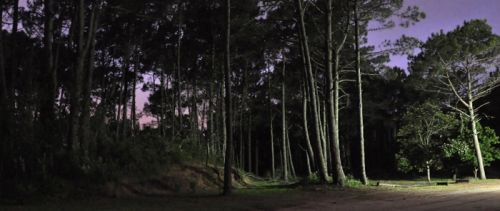 Fotografia de Laura Messing - Galeria Fotografica: Bosques - Foto: 