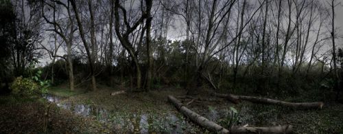 Fotografia de Laura Messing - Galeria Fotografica: Bosques - Foto: 