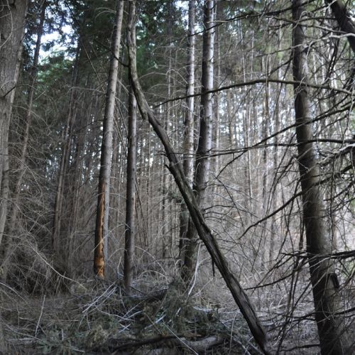 Fotografia de Laura Messing - Galeria Fotografica: Bosques - Foto: 