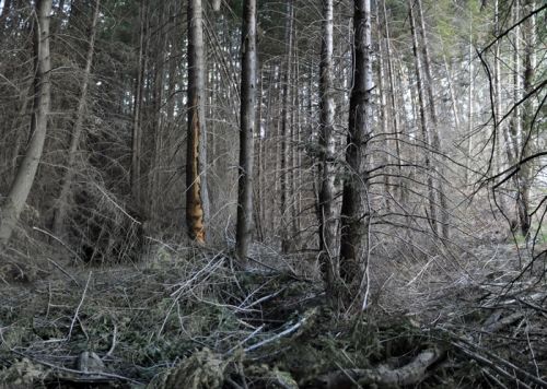 Fotografia de Laura Messing - Galeria Fotografica: Bosques - Foto: 