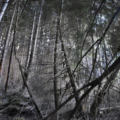 Fotografia de Laura Messing - Galeria Fotografica: Bosques - Foto: 