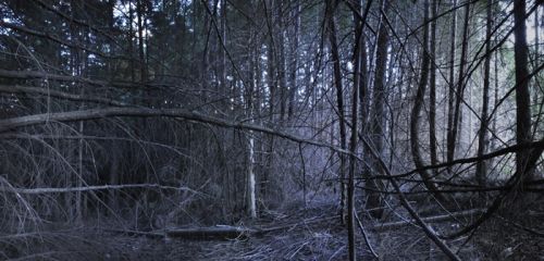 Fotografia de Laura Messing - Galeria Fotografica: Bosques - Foto: 