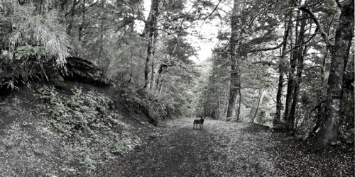 Fotografia de Laura Messing - Galeria Fotografica: Bosques - Foto: 