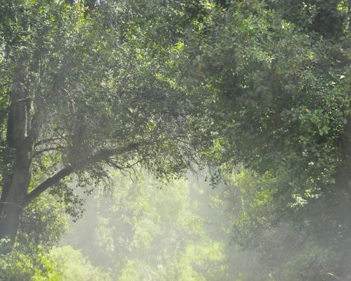 Fotografia de Laura Messing - Galeria Fotografica: Bosques - Foto: 