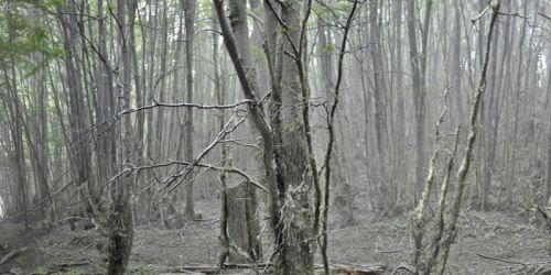 Fotografia de Laura Messing - Galeria Fotografica: Bosques - Foto: 