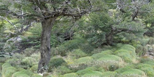 Fotografia de Laura Messing - Galeria Fotografica: Bosques - Foto: 