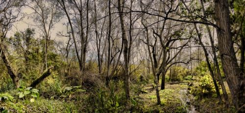 Fotografia de Laura Messing - Galeria Fotografica: Bosques - Foto: 