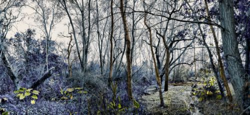 Fotografia de Laura Messing - Galeria Fotografica: Bosques - Foto: 