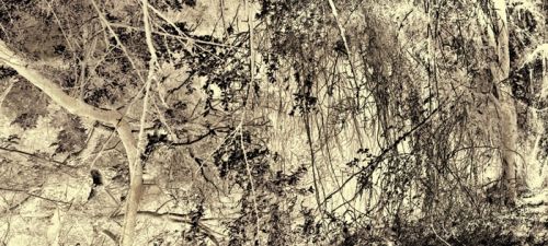 Fotografia de Laura Messing - Galeria Fotografica: Bosques - Foto: Diamante 3