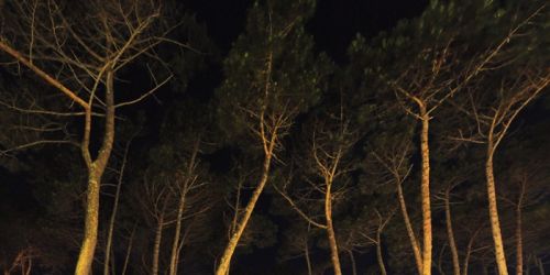 Fotografia de Laura Messing - Galeria Fotografica: Bosques - Foto: Pinos de noche