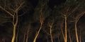 Fotos de Laura Messing -  Foto: Bosques - Pinos de noche