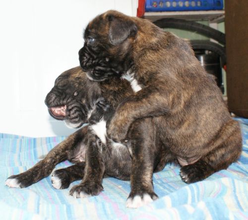 Fotografia de LLEIDAFILMS - Galeria Fotografica: los cachorros  - Foto: 