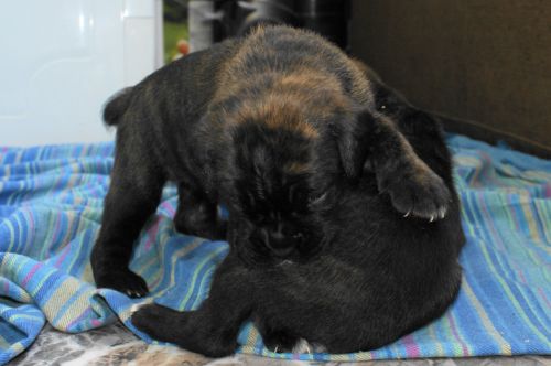 Fotografia de LLEIDAFILMS - Galeria Fotografica: los cachorros  - Foto: 