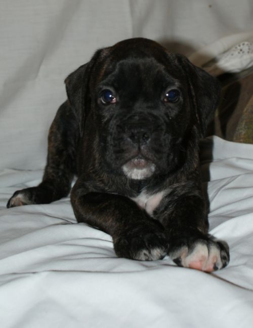 Fotografia de LLEIDAFILMS - Galeria Fotografica: los cachorros  - Foto: 