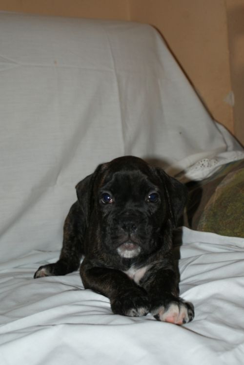 Fotografia de LLEIDAFILMS - Galeria Fotografica: los cachorros  - Foto: 