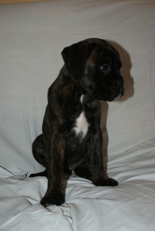 Fotografia de LLEIDAFILMS - Galeria Fotografica: los cachorros  - Foto: 