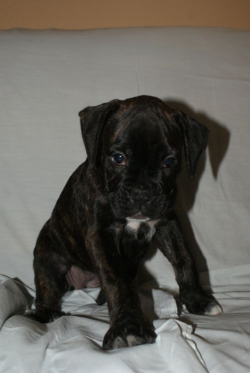 Fotografia de LLEIDAFILMS - Galeria Fotografica: los cachorros  - Foto: 