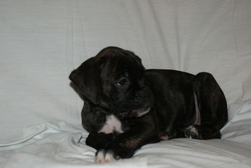 Fotografia de LLEIDAFILMS - Galeria Fotografica: los cachorros  - Foto: 