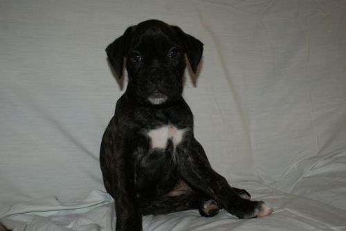 Fotografia de LLEIDAFILMS - Galeria Fotografica: los cachorros  - Foto: 