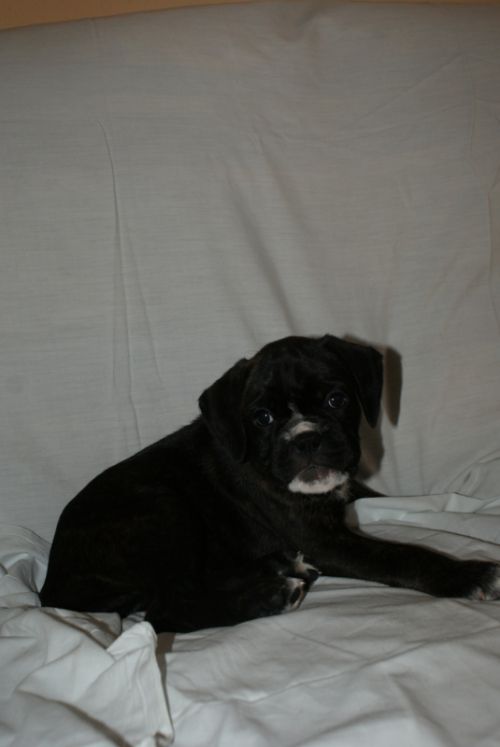 Fotografia de LLEIDAFILMS - Galeria Fotografica: los cachorros  - Foto: 