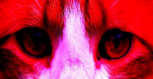 Fotografia de Manu - Galeria Fotografica: Visiones - Foto: Salvaje