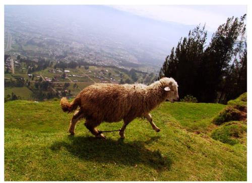 Fotografia de edisonu - Galeria Fotografica: realidad - Foto: lana
