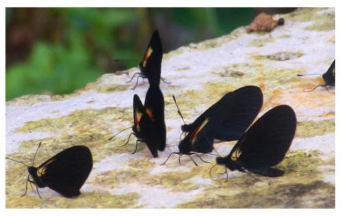 Fotografia de edisonu - Galeria Fotografica: realidad - Foto: Mariposa