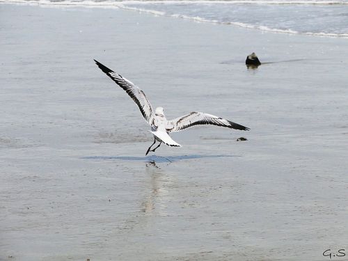 Fotografia de Galo S - Galeria Fotografica: Animales - Foto: 