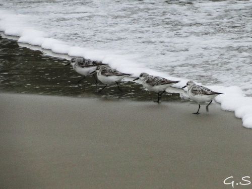 Fotografia de Galo S - Galeria Fotografica: Animales - Foto: 