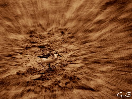 Fotografia de Galo S - Galeria Fotografica: Animales - Foto: 