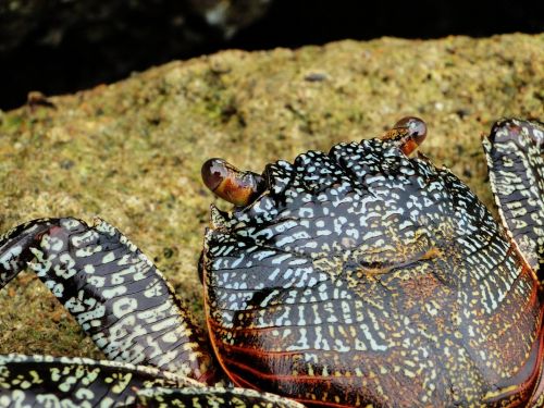 Fotografia de Galo S - Galeria Fotografica: Animales - Foto: 