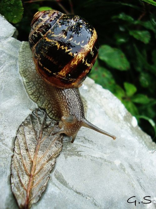 Fotografia de Galo S - Galeria Fotografica: Animales - Foto: 