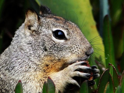 Fotografia de Galo S - Galeria Fotografica: Animales - Foto: 