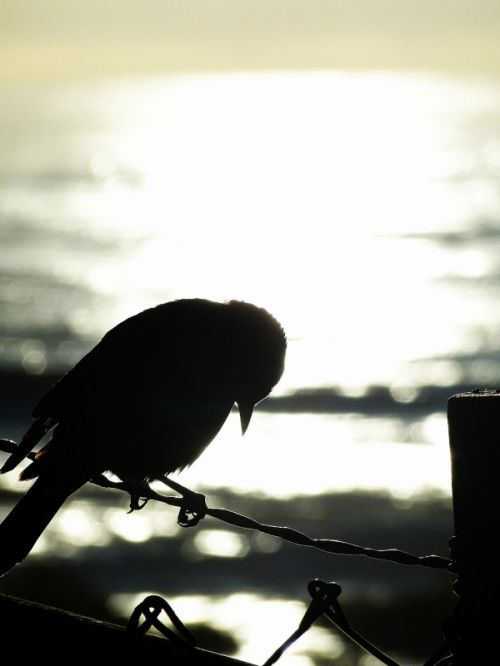 Fotografia de Galo S - Galeria Fotografica: Animales - Foto: 