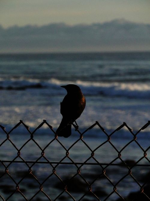 Fotografia de Galo S - Galeria Fotografica: Animales - Foto: 