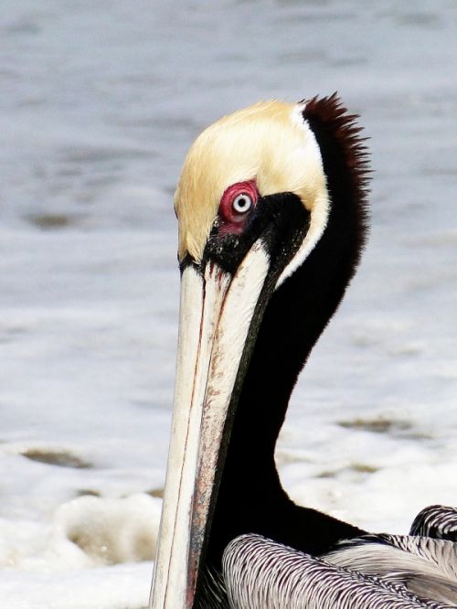 Fotografia de Galo S - Galeria Fotografica: Animales - Foto: 