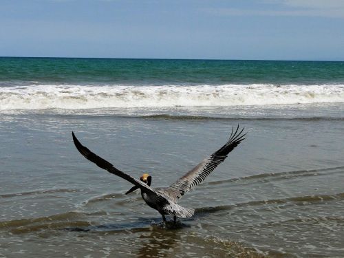 Fotografia de Galo S - Galeria Fotografica: Animales - Foto: 