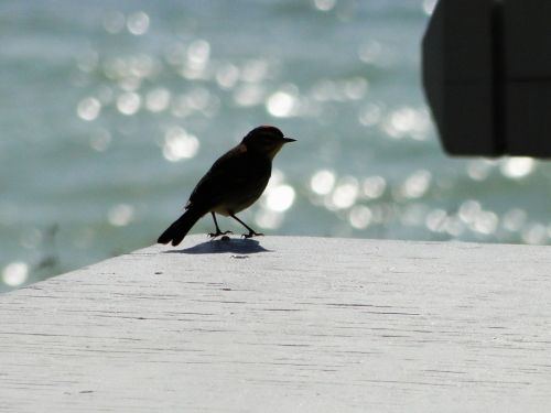 Fotografia de Galo S - Galeria Fotografica: Animales - Foto: 