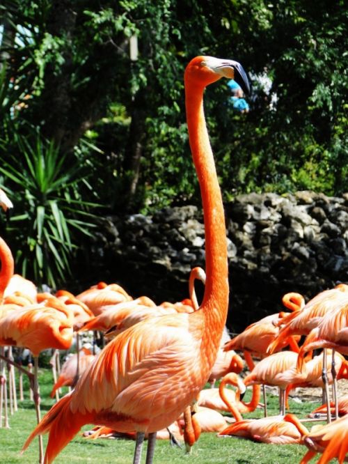 Fotografia de Galo S - Galeria Fotografica: Animales - Foto: 