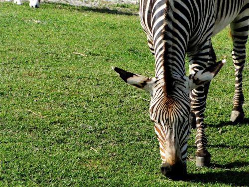 Fotografia de Galo S - Galeria Fotografica: Animales - Foto: 